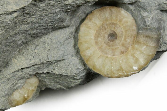 Two Fossil Ammonites (Promicroceras) - Lyme Regis #351282